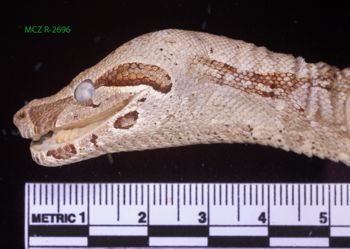 Media type: image;   Herpetology R-2696 Description: Specimen photo;  Aspect: head lateral